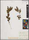 Foto von Salix aurita L.